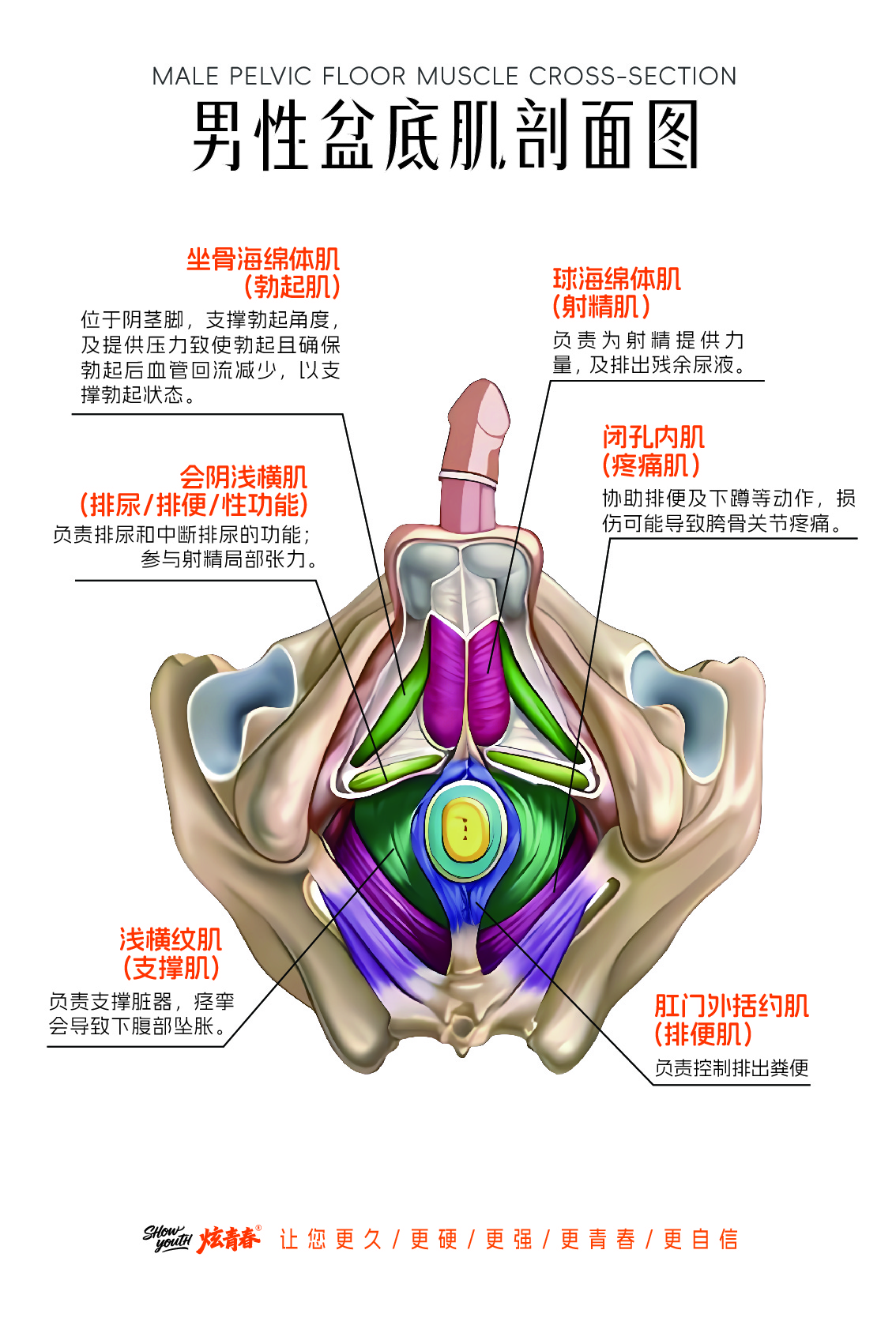 杭州炫青春男仕抗衰中心科普男性盆底肌各部位功能